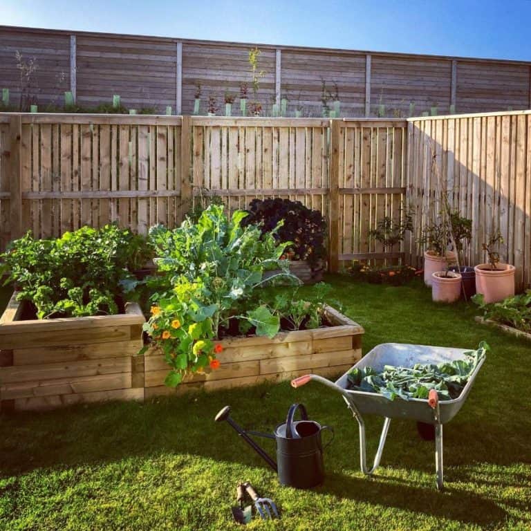 Vegetable Garden Ideas To Elevate Your Home Harvest