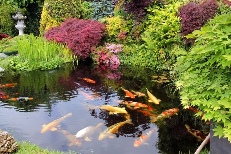 Relaxing Backyard Koi Pond