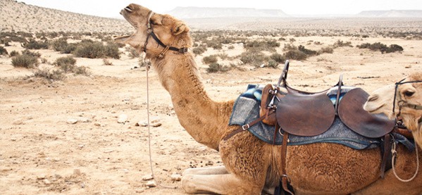 Ride A Camel