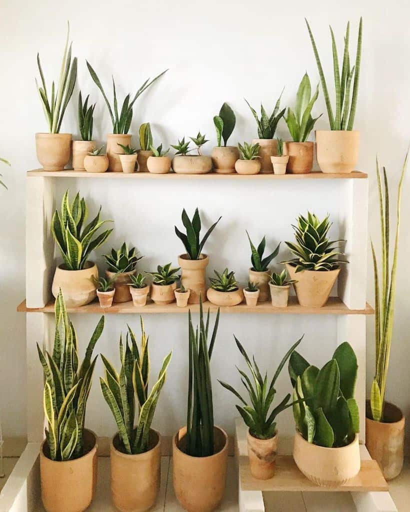 wall shelf with ceramic pot plants 