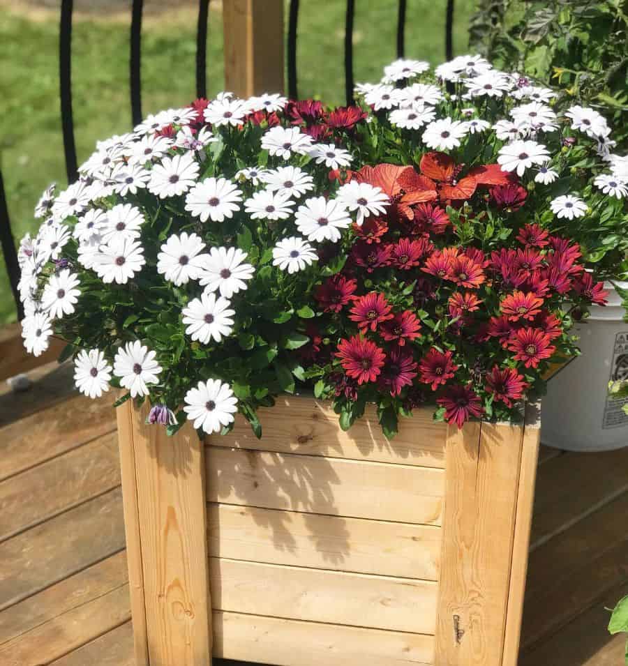 small wood flower garden bed