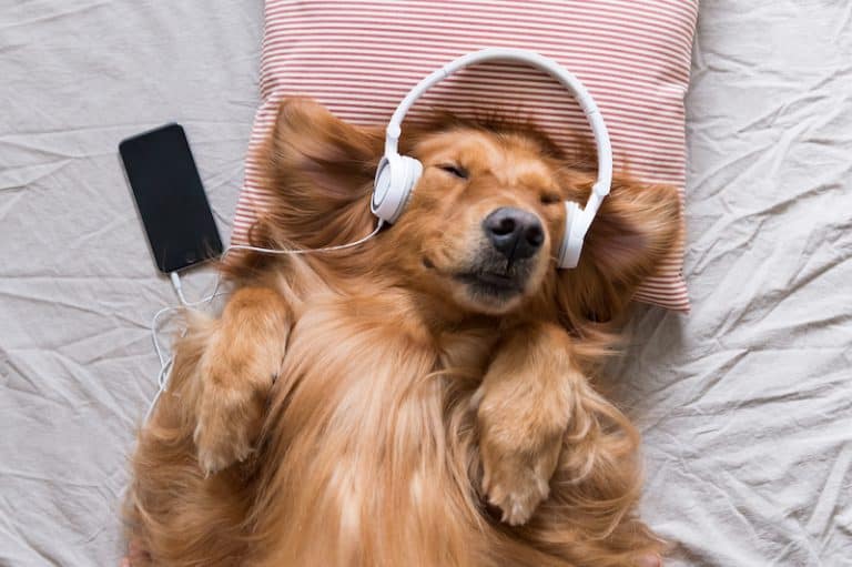 20-best-songs-about-dogs-next-luxury