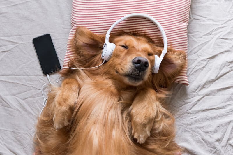 20 Best Songs About Dogs
