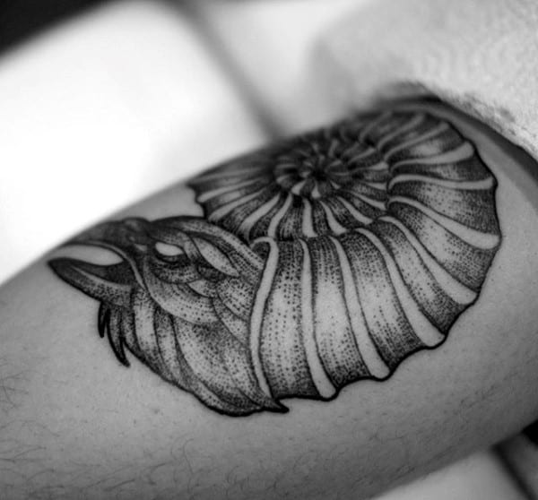 Spiral Hawk Abstract Seashell Male Tattoos