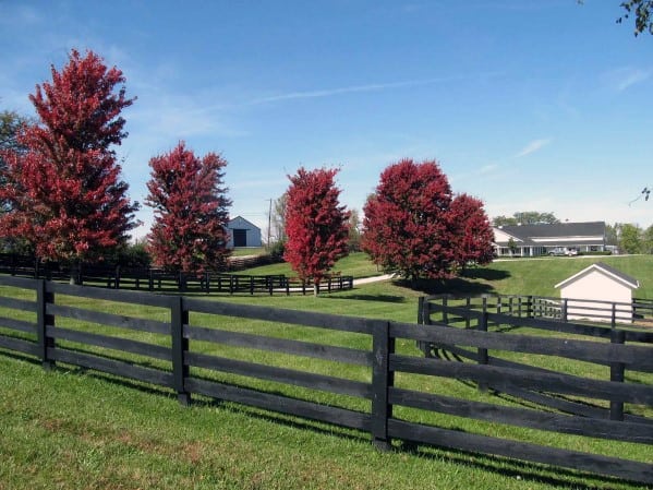 Traditional Designs For Black Stained Wooden Fence