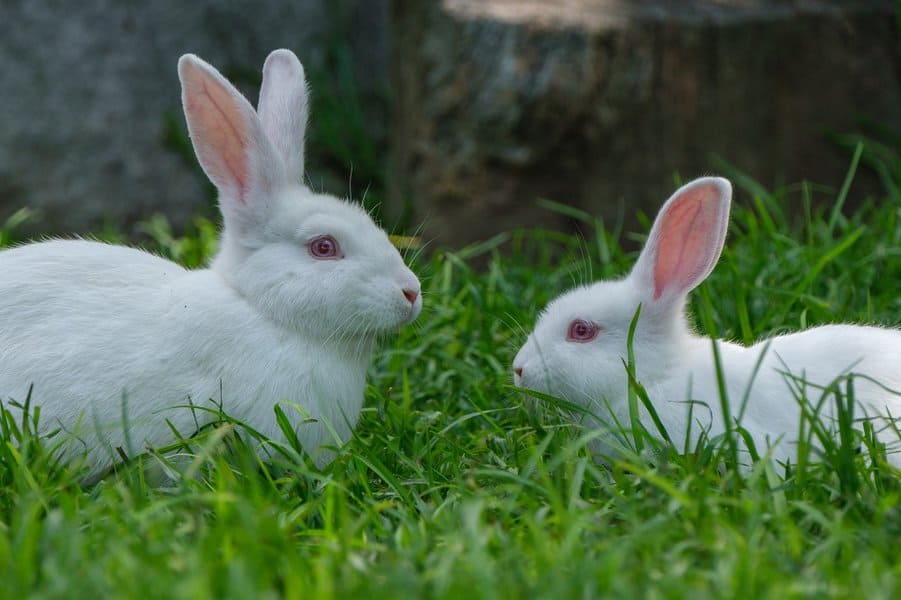 two white rabbits in the garden