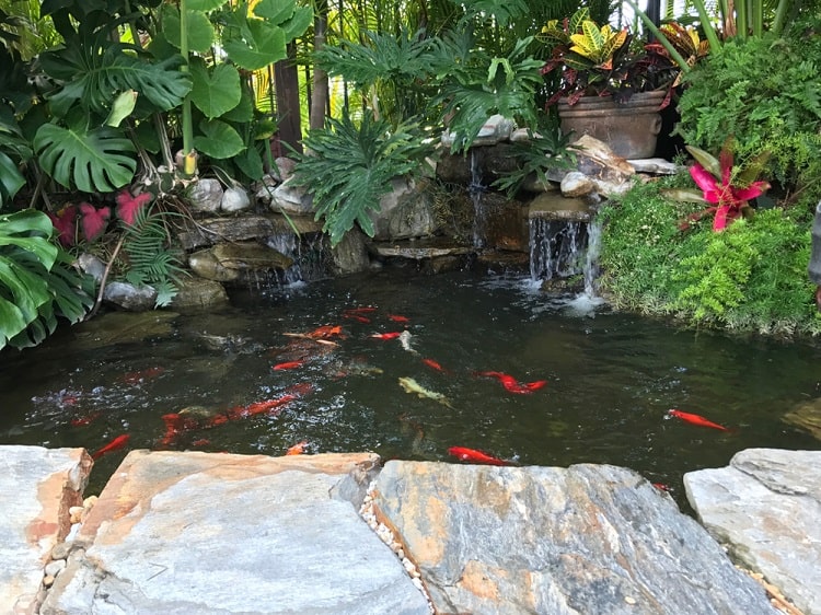 Unique Small Backyard Koi Pond Ornamental Plants