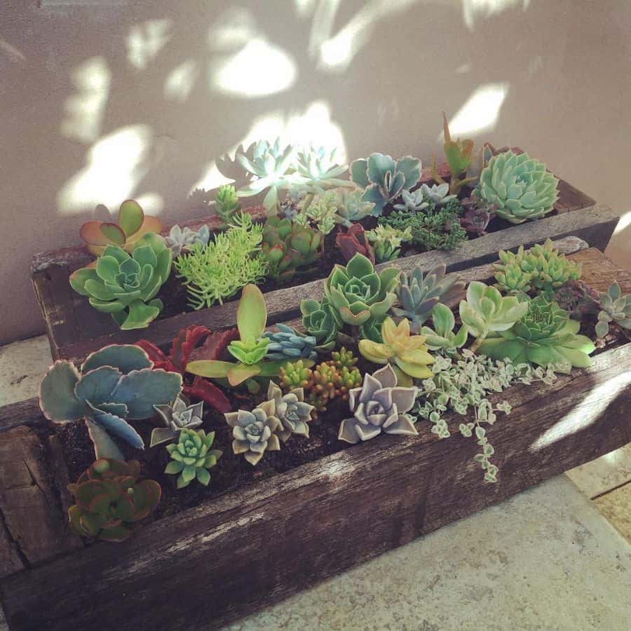 upcycled wood pallet garden with succulents 