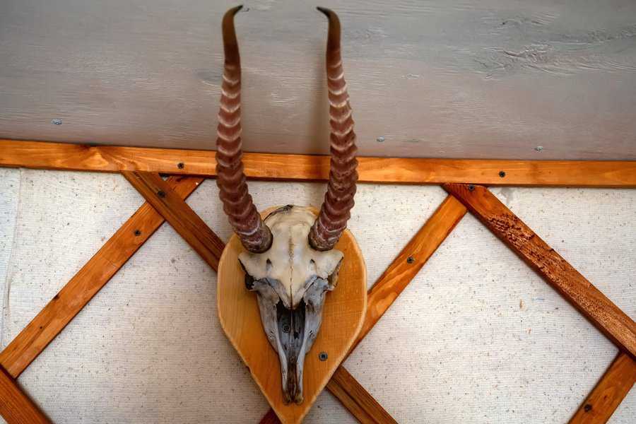 antelope skull on the wall