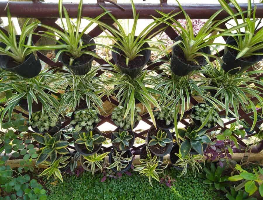 green plants pot plants wall vertical garden