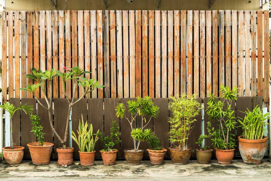 small plants in the pots with timber screen background