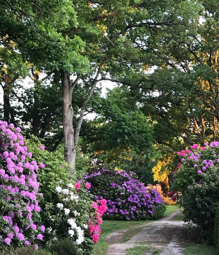 woodland garden with colorful flowers 