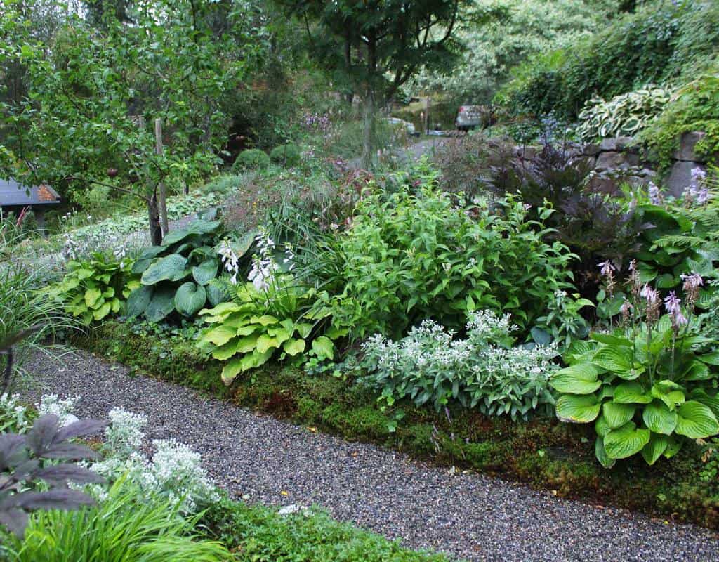 woodland garden with gravel pathway 