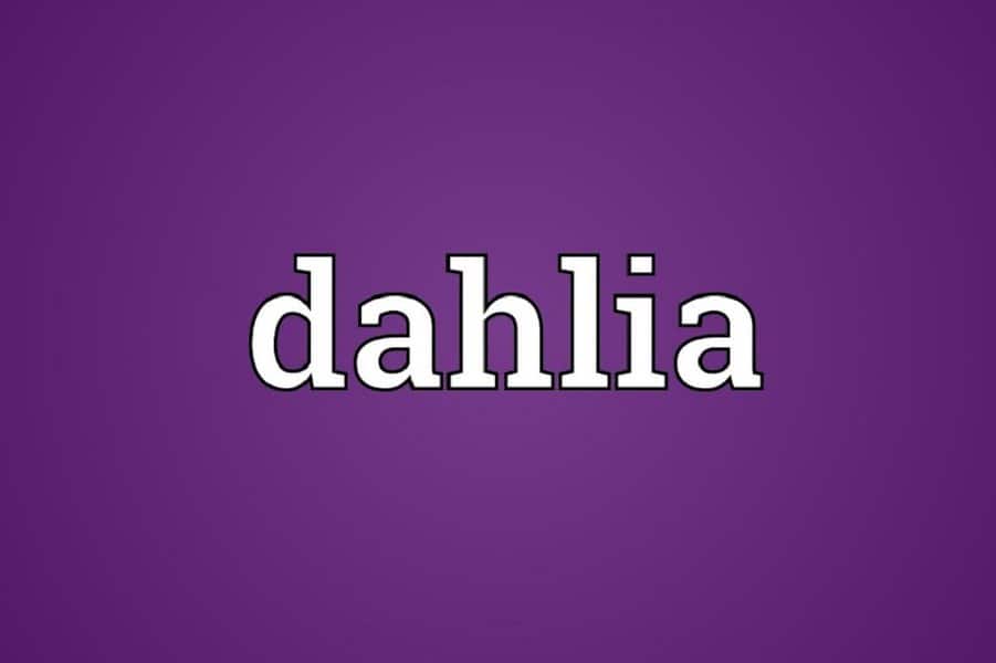 word Dahlia concept